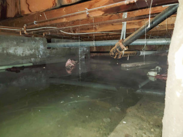 Best Flood damage cleanup  in Loxahatchee Groves, FL