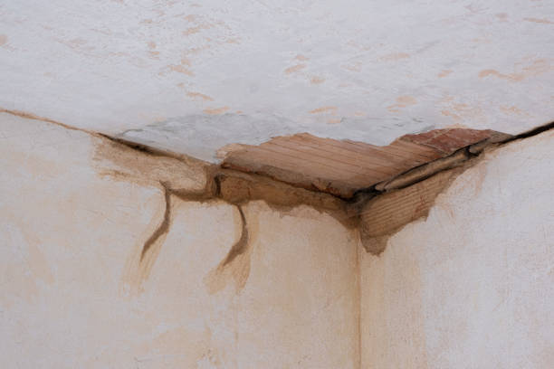 Best Professional water damage repair  in Loxahatchee Groves, FL